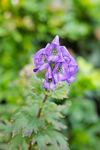 Monkshood, aconite, purple flower, lilac blossoms, purple petals, lilac plant, garden with purple flowers