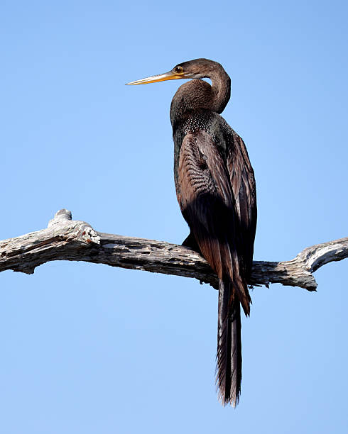 This anhinga, also known as a snakebird, is a beautiful example of Florida wildlife