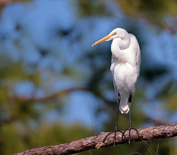 istock Elegant great egret perched on a branch in natural habitat 2249747297
