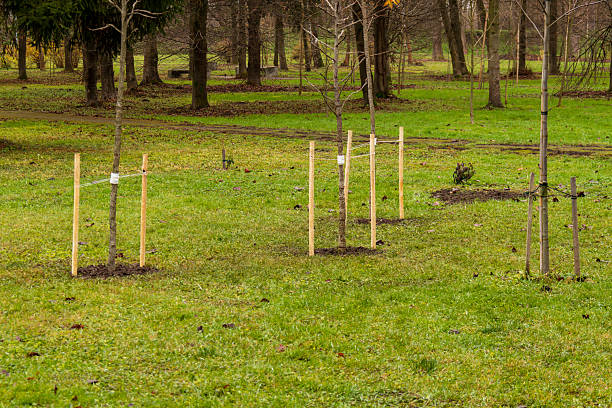 istock Young trees are secured with wooden stakes on a grassy field in a calm park setting, showcasing early autumn foliage 2249747611