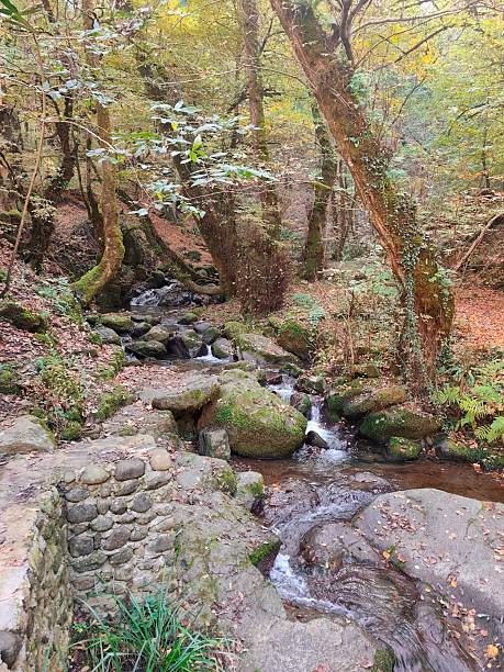 istock River in the forest of Azerbaijan 2249748209