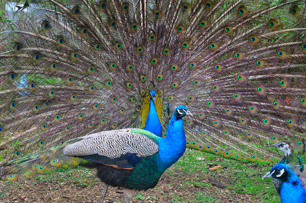 istock Pair of Peacocks Displaying Colorful Tail Feathers 2249748989