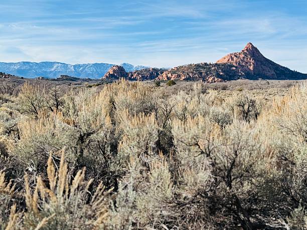 Remote northwest Zion National park. Drive, sandy hike, backpacking or camp. Stunning mountain, path, valley, view, trees. Snow on mountain peaks in autumn, late november. foliage colors.  Mix of desert and alpine wilderness in distance.