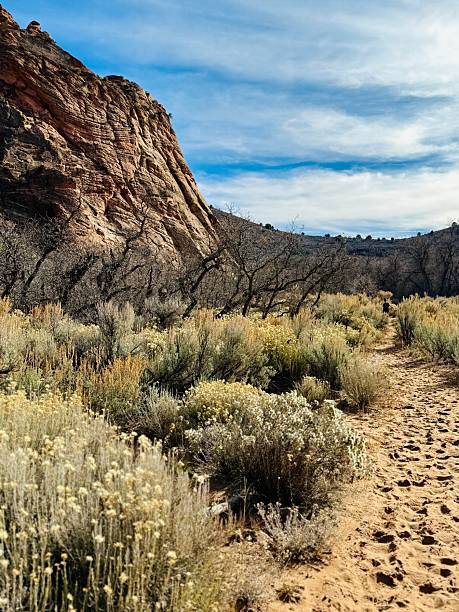 istock Hop Valley Trailhead to Wildcat trail. 2249750943