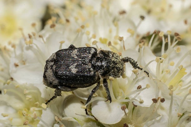 istock beetle on flowers, detailed macro image showcasing beetle camouflage and ecosystem role in nature 2249752061