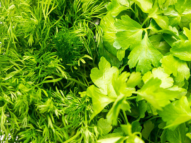 istock Background of parsley and dill. 2249752122