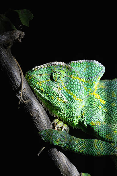 istock Indian Chameleon on a tree branch in natural habitat 2249753385