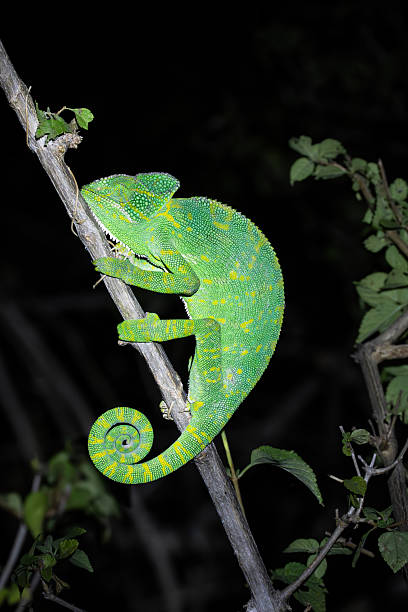 istock Indian Chameleon on a tree branch in natural habitat 2249753388