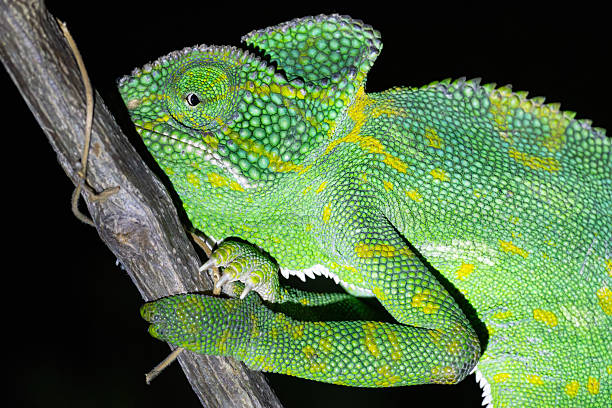 istock Indian Chameleon on a tree branch in natural habitat 2249753413