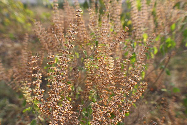 istock The Dried Harvest of Tulsi 2249754033