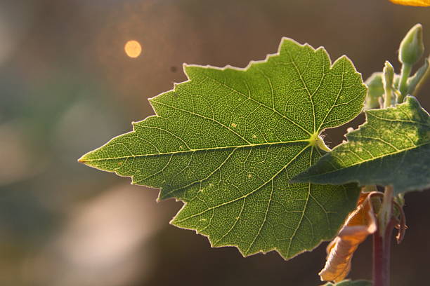 Extreme close up texture of green leaf background. Macro view. green leaf texture