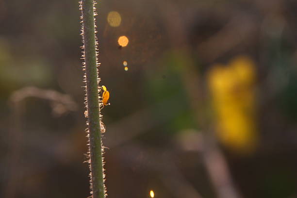A ladybird swaying at the leaf tips and dark background.