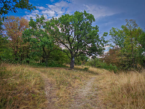 A forked trail at Keskeny-lyuk-rét surrounded by tall summer grasses and mixed woodland under a dramatic sky.