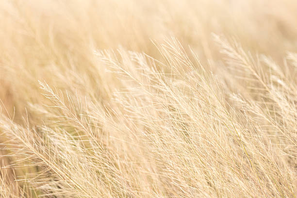istock Brown dry grass texture background,nature background,dried yellowed grass. Dry Grass Texture. 2249756725