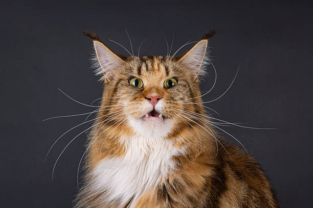 istock Maine Coon cat on black background 2249757267