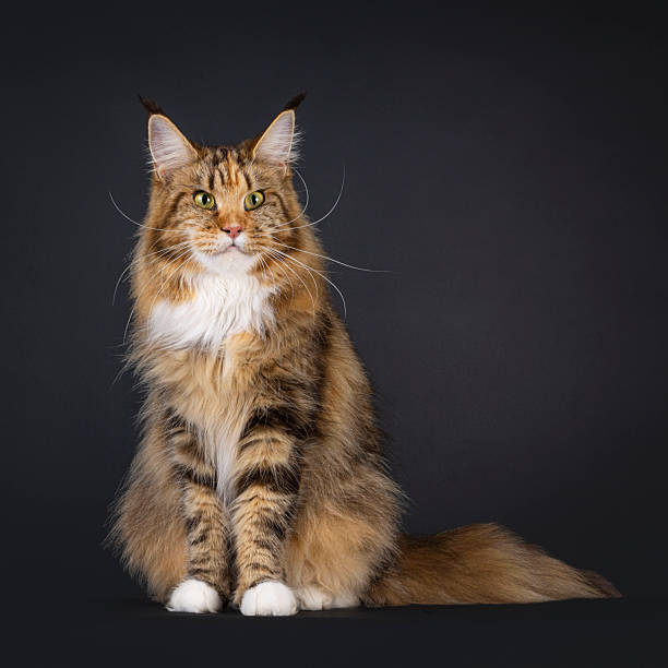 istock Maine Coon cat on black background 2249757276