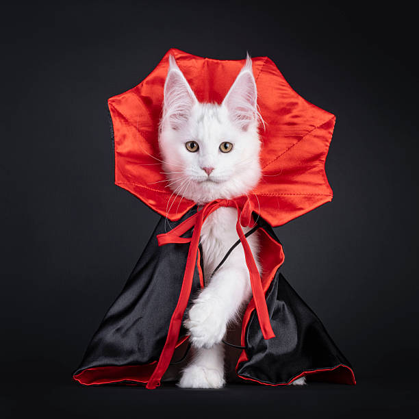 istock Maine Coon cat on black background 2249757340