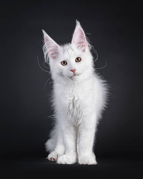 istock Maine Coon cat on black background 2249757353