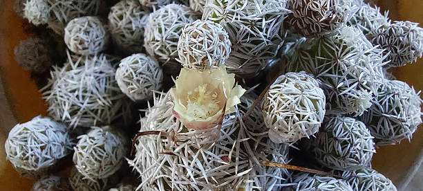 istock Close up cactus flower (Mammillaria vetula subsp. gracilis )in the pot. 2249758030