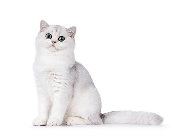 istock British Shorthair cat on white background 2249758364