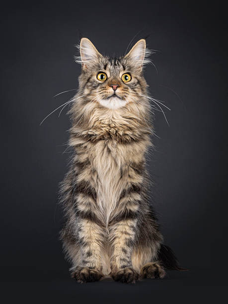 istock Maine Coon cat on black background 2249759463