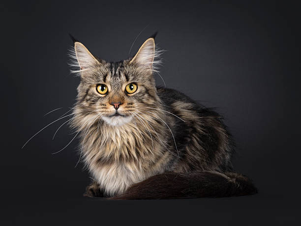istock Maine Coon cat on black background 2249759527