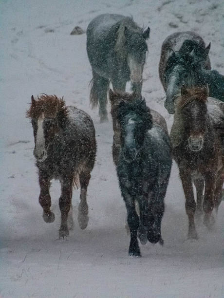 istock Horses Galloping Gracefully Through a Beautiful, Snowy Winter Landscape Filled with Life 2249760095