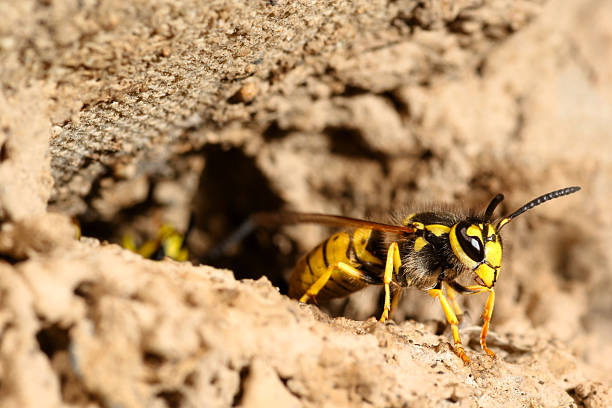 istock Close-Up of a Wasp on Textured Surface Near a Braided Rope 2249761992