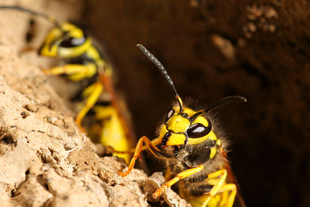 istock Close-Up of a Wasp on Textured Surface Near a Braided Rope 2249761994