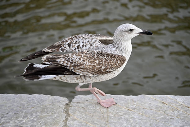 White Seagull bathed in sunlight against the backdrop of the sea. Perfect for adding a touch of nature's beauty to your designs, whether for wildlife conservation campaigns, coastal-themed advertisements, or simply to bring a sense of tranquility to your projects.