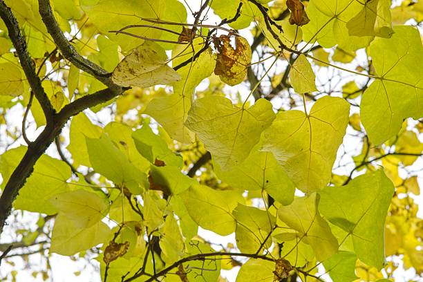 istock Plant list 2025 - Catalpa ovata 2249764038