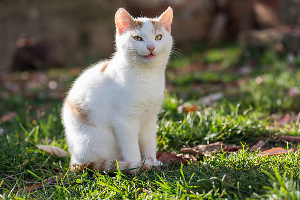 A calm white and orange cat sits on a grassy area scattered with colorful fall leaves, illuminated by soft sunlight.