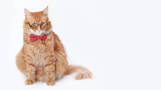 istock Smart Ginger Cat in Glasses and Bow Tie 2249764583
