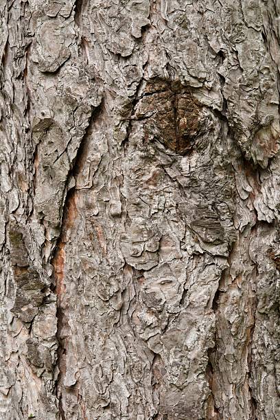 istock Plant list 2025 - Pinus nigra (Fastigiata) 2249765271