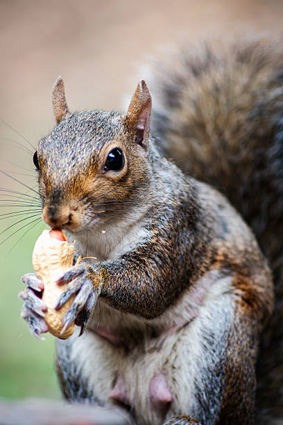 istock Friendly gray squirrel in a northern Italy city park. 2249765742