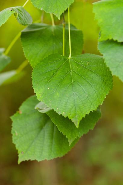 istock Plant list 2025 - Tilia (cf. caroliniana) 2249765956