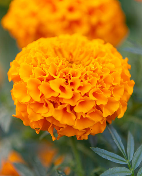 istock Tagetes erecta flower in summer. Beautiful orange marigold bloom in nature. Composition of nature. Summer blooming flower. Blooming flower orange color. Orange marigold flower 2249766484