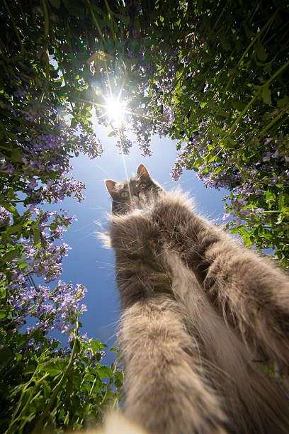 cat stading in the middle of a catnip field surrounded by plants on a sunny summer day