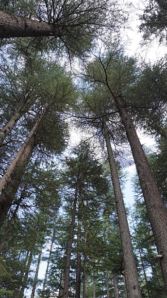istock Low-angle of towering pine trees stretching toward a bright blue sky with white clouds, upward concept. 2249767984