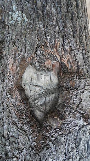 istock Macro of weathered tree bark texture with a distinctive heart-shaped hollow, highlighting deep furrows, love concept. 2249768108