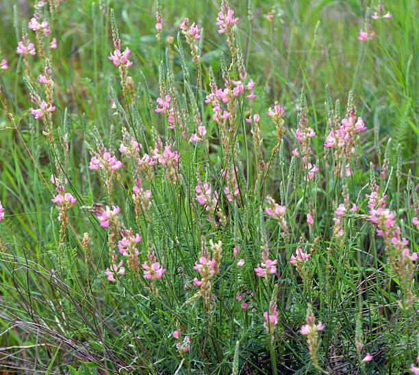 istock In the meadow among the herbs blooms sainfoin (onobrychis). 2249768734