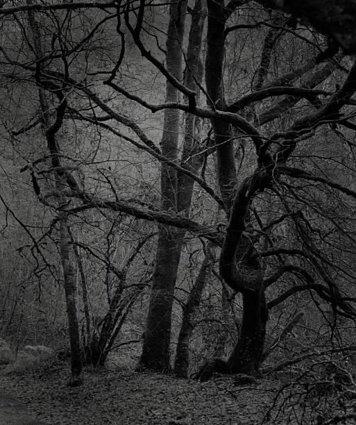 istock twisted tree in a gloomy forest  B&W 2249768753