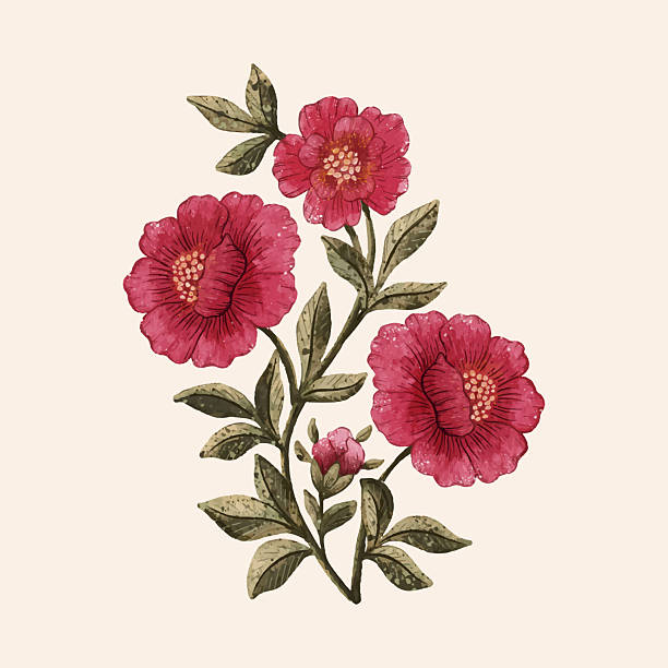 Vector Camellia flower watercolor illustration. Botanical floral element.