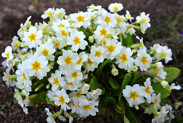 Primrose (primula) are blooming in the flowerbed in the garden