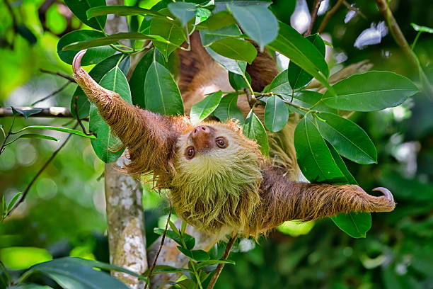 istock Two toed sloth in a tree with arms wide open in a tree 2249770137