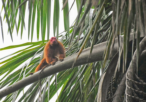 A vulnerable male bald Uakari monkey with a vivid red head perches cautiously in a tall palm tree. Its scarlet face contrasts sharply with the pale, hairless skin and the textured trunk of the palm. The monkey’s expressive eyes convey alertness and fragility, highlighting its threatened status in the wild. Sunlight filters through the fronds, illuminating its unique features and the delicate balance of strength and vulnerability that defines this rare Amazonian primate.