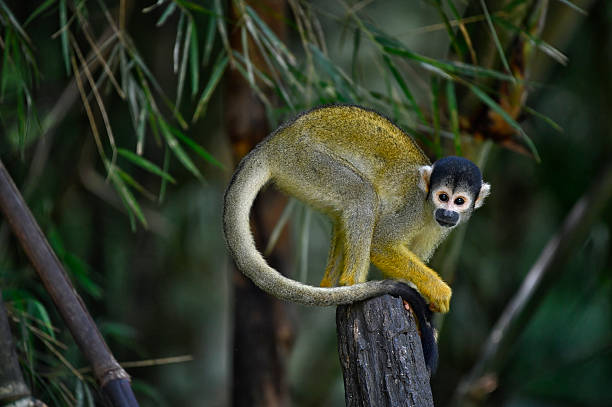 Spider monkey swinging on a branch