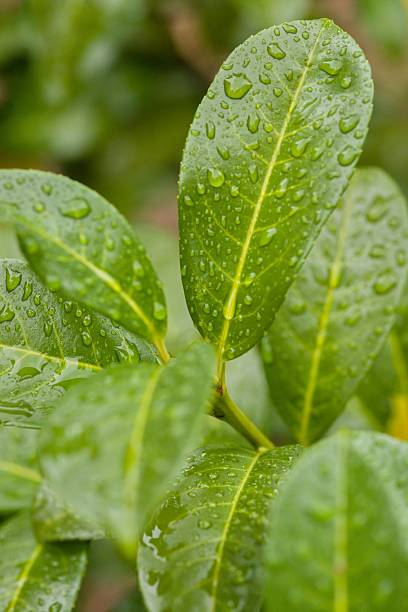 istock Plant list 2025 - Prunus laurocerasus (Ani) 2249770443