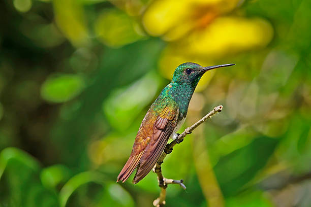 A Snowy-bellied hummingbird perches delicately on a bare branch, its white underparts contrasting sharply with the subtle greens and iridescent hues of its back. The tiny bird sits perfectly still, alert and poised, as if suspended in a quiet moment of reflection. Against the simplicity of the branch, its delicate form and shimmering plumage stand out—a small jewel of the forest caught in a serene pause.