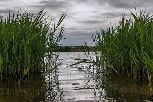 calm waters scene, silent lake inlet bordered by reeds under dramatic sky with wildlife reflections